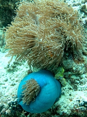 Velidhu - 2013_03_12 - IMG_0597r_Anemone_Actinie_Gyrostoma helianthus_Napoleon reef_Plongee